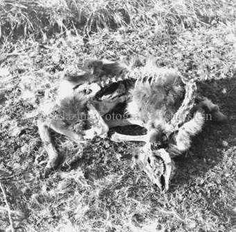 Album «Wild» Nr. 2, Serie: Wild in Not