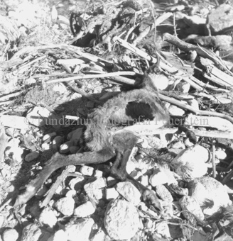 Album «Wild» Nr. 2, Serie: Wild in Not