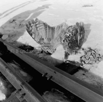 Album «Wild» Nr. 2, Serie: Wild in Not