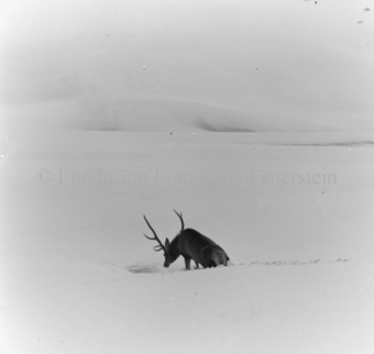 Hirsch im Schnee