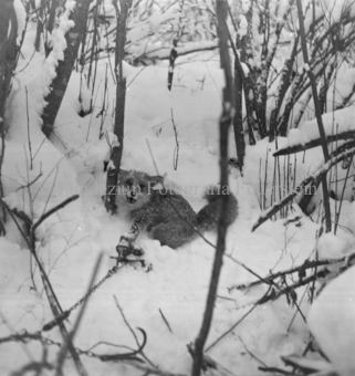 Album «Wild» Nr. 2, Serie: Wild in Not