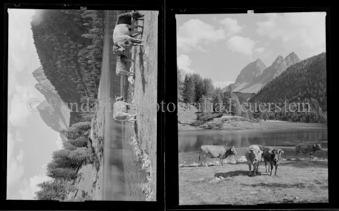 Albula