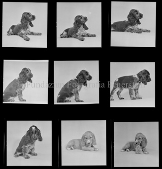 Hunde