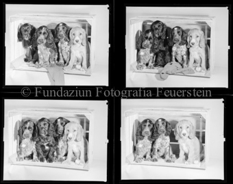 Hunde Spaniel