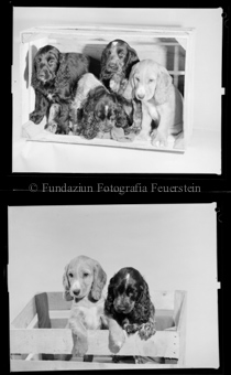 Hunde Spaniel