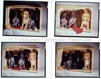 Hunde Spaniel