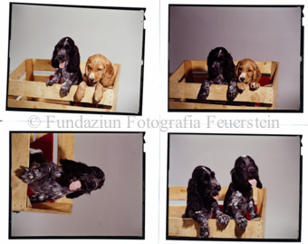 Hunde Spaniel