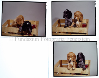 Hunde Spaniel