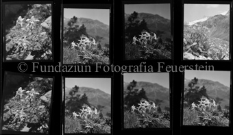 Edelweiss