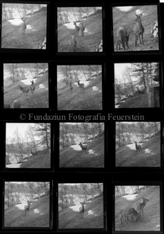 Hirschaufnahmen, Tarasp