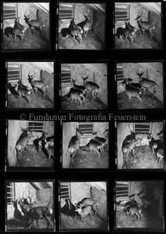 Hirsche, Münstertal