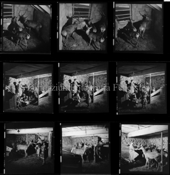 Hirsche, Münstertal