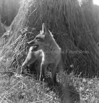 Fuchs im Gestrüpp