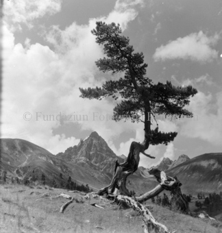 knorriger Baum auf Wiese, Blick auf Piz Sampuoir