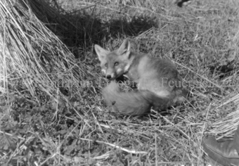 Fuchs im Gestrüpp