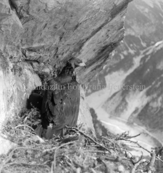 Adler im Nest