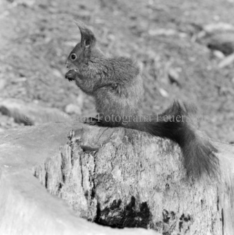 Eichhörnchen