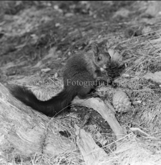 Eichhörnchen