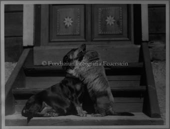 Murmeltier «Peterli» mit Hund