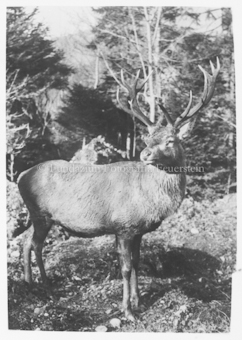 Kapitaler Hirsch