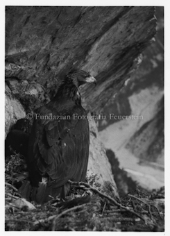 Adler im Horst