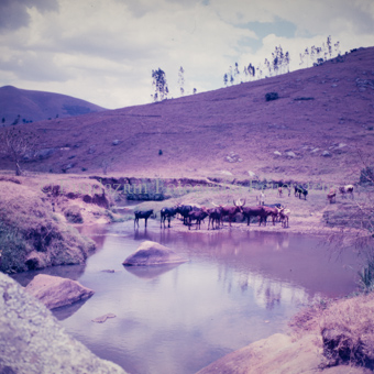 Landschaften und Natursituationen, Virunga-Expedition