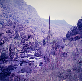 Landschaften und Natursituationen, Virunga-Expedition
