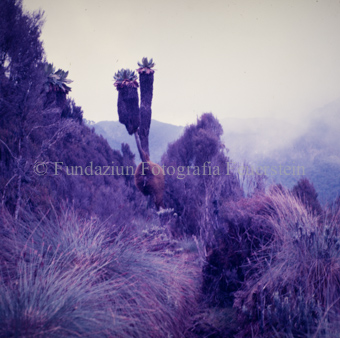 Landschaften und Natursituationen, Virunga-Expedition