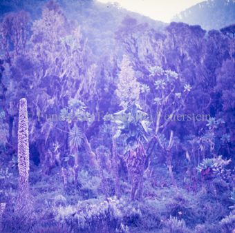 Landschaften und Natursituationen, Virunga-Expedition