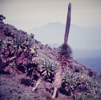 Vegetation
