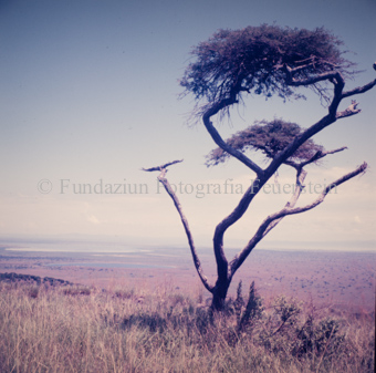 Baum, im Hintergrund Landschaft