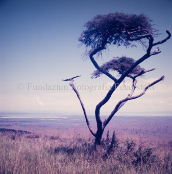 Baum, im Hintergrund Landschaft
