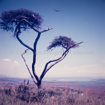 Baum, im Hintergrund Landschaft
