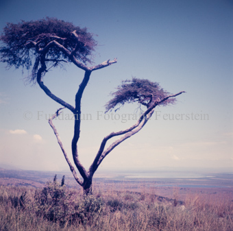 Baum, im Hintergrund Landschaft