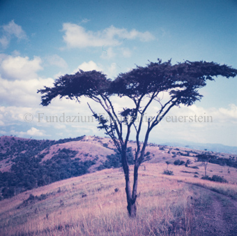 Baum, im Hintergrund Landschaft