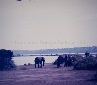 Landschaft mit Elefanten
