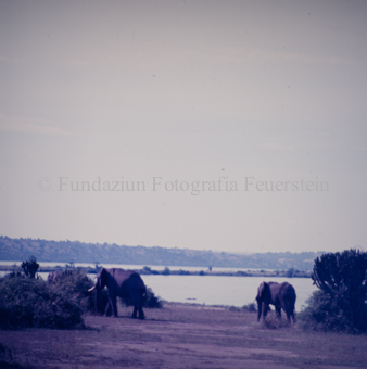 Landschaft mit Elefanten