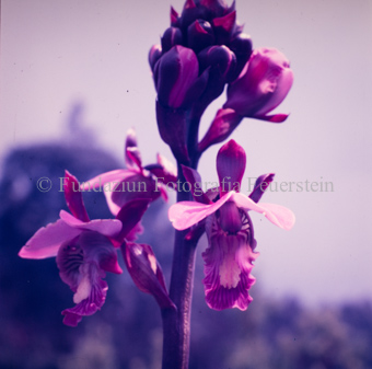 Orchideengewächse
