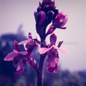 Orchideengewächse