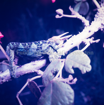 Landschaften und Natursituationen, Virunga-Expedition