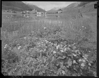 See mit Schilf gegen Fontana