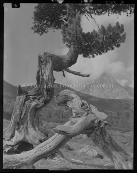 alter Baum im Val Sampuoir