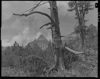 Alter Baum im Val Mingèr