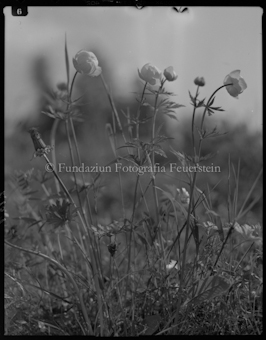 Trollblume