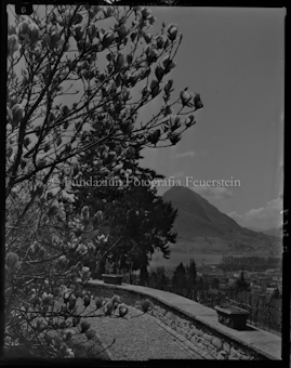 Lugano, im Vordergrund Magnolienbaum