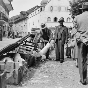 Personengruppe mit Schweinen in Holzkisten