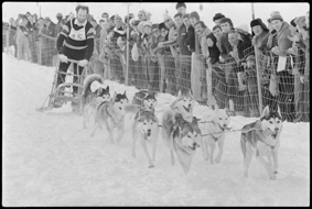 Szene an Schlittenhunderennen