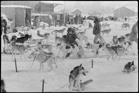 Schlittenhunderennen an der Lenk