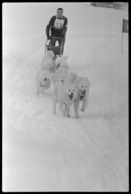 Szene an Schlittenhunderennen