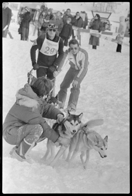 Szene an Schlittenhunderennen